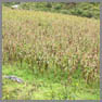 Cultivo de ma&iacute;z