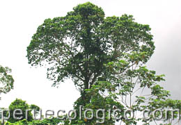 CASTAÑA (Bertholletia excelsa)